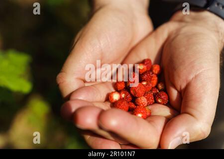 Nahaufnahme der Hände eines Mannes, der im Frühsommer im Wald frisch gepflückte rote wilde Erdbeeren hielt. Fragaria vesca, gemeinhin die wilde Erdbeere genannt Stockfoto