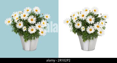 Gänseblümchenpflanze in einem Metalleimer. Vorderansicht des Gänseblümchens isoliert auf weißem Hintergrund. Frühling, Garten und Blumen Geschenkkonzept oder Stockfoto