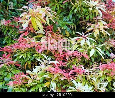 Pieris japonica Mountain Fire Evergreen Flowering Garden Sträucher Stockfoto