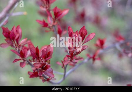 Nahtstrukturansicht eines jungen violetten Laubs, das im Frühling auf einem violetten Blattsandkirschbaum (prunus cistena) auftaucht Stockfoto