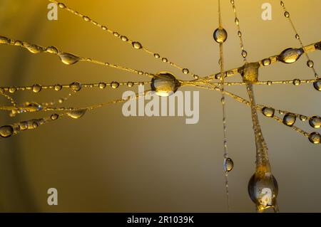 Goldene Tapete, Makro aus Wassertropfen auf Spinnennetz, abstrakt, dynamisch, dekorativer Hintergrund, futuristische, stilvolle Muster, geschaffen durch Licht und Wasser, Makr Stockfoto