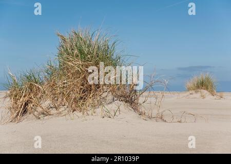 Dünenbildung am Strand: Marramgras fängt Sand ein und bildet embryonale Dünen Stockfoto