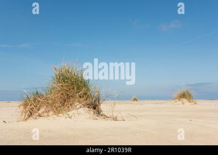 Dünenbildung am Strand: Marramgras fängt Sand ein und bildet embryonale Dünen Stockfoto