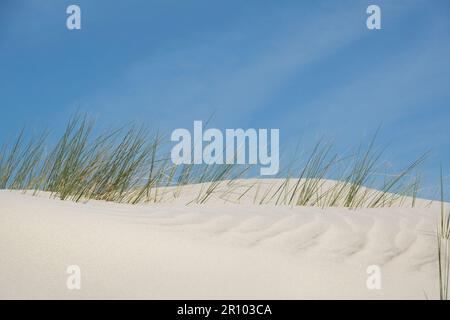 Marramgras, das vom Wind unter Dünen-Sand begraben ist, ragt direkt darüber hervor und fängt treibenden Sand auf. Stockfoto