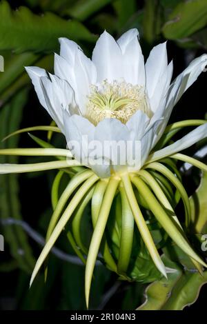 Nahaufnahme einer exotischen weißen Drachenfrucht, die im Sommer und Herbst in einer Gartenumgebung blüht Stockfoto