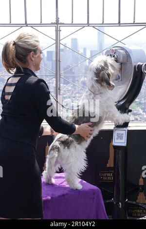 New York, New York, USA. 10. Mai 2023. Buddy Holly ist bei einem öffentlichen Auftritt im Empire State Building Gastgeber von Buddy Holly The Petit Basset Griffon Vendeen, Best in Show Gewinner der Westminster Kennel Dog Club Show 147., The Empire State Building, New York, NY, 10. Mai 2023. Kredit: Kristin Callahan/Everett Collection/Alamy Live News Stockfoto