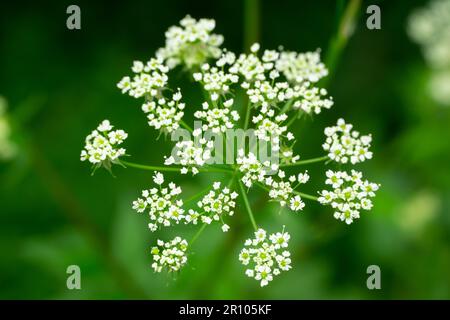 Weiße Pflanze Chaerophyllum aureum mit glattem, verschwommenem Hintergrund Stockfoto