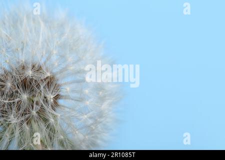 Dandelionenblume auf blauem Hintergrund Stockfoto