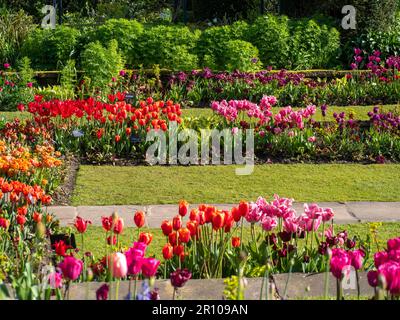 Chenies Manor Garden Tulps im Mai. Leuchtend rote, orangefarbene und rosafarbene Tulpen, die an einem schönen Nachmittag in Schichten in dem terrassenförmig versenkten Garten gepflanzt sind. Stockfoto