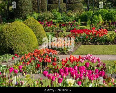 Chenies Manor Garden Tulps im Mai. Leuchtend rote, orangefarbene und rosafarbene Tulpen, die an einem schönen Nachmittag in Schichten in dem terrassenförmig versenkten Garten gepflanzt sind. Stockfoto