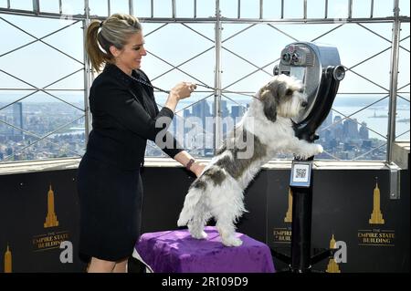 New York, USA. 10. Mai 2023. Mit seinem Betreuer Janice Hayes, „Buddy Holly“, dem Petit Basset Griffon Vendéen, dem Gewinner der „Best in Show“ 2023 bei der Westminster Kennel Club Dog Show 147., besucht das Empire State Building, New York, NY, Mittwoch, 10. Mai, 2023. (Foto: Anthony Behar/Sipa USA) Guthaben: SIPA USA/Alamy Live News Stockfoto