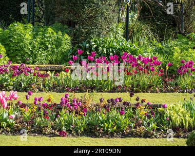 Chenies Manor Garden Tulps im Mai. Leuchtend rote, orangefarbene und rosafarbene Tulpen, die an einem schönen Nachmittag in Schichten in dem terrassenförmig versenkten Garten gepflanzt sind. Stockfoto