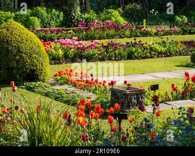 Chenies Manor Garden Tulps im Mai. Leuchtend rote, orangefarbene und rosafarbene Tulpen, die an einem schönen Nachmittag in Schichten in dem terrassenförmig versenkten Garten gepflanzt sind. Stockfoto