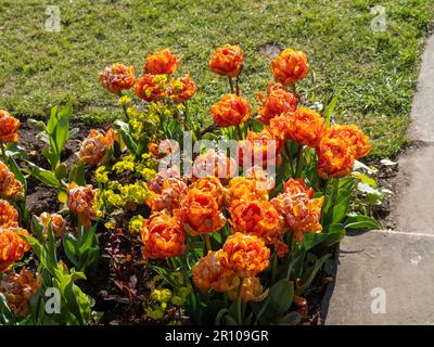 Chenies Manor Garden Tulps im Mai. Tulipa Orangenprinzessin an den Stufen im versunkenen Garten in der goldenen Stunde. Stockfoto