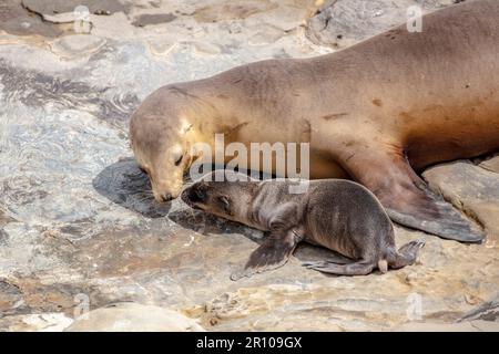 Kalifornischer Seelöwe, Zalophus californianus, Mutter und Welpe, La Jolla, San Diego, Kalifornien, USA, Pazifik Stockfoto