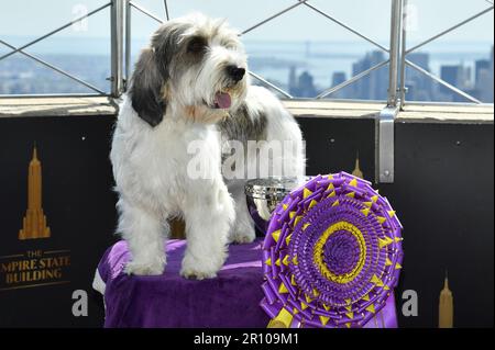 New York, USA. 10. Mai 2023. Petit Basset Griffon Vendéen als „Buddy Holly“ ausgezeichnet, 2023 „Best in Show“-Gewinner bei der Westminster Kennel Club Dog Show 147., Besuch des Empire State Building, New York, New York, New York, Mittwoch, 10. Mai, 2023. (Foto: Anthony Behar/Sipa USA) Guthaben: SIPA USA/Alamy Live News Stockfoto