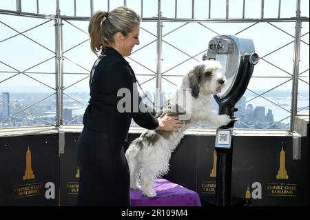 New York, USA. 10. Mai 2023. Mit seinem Betreuer Janice Hayes, „Buddy Holly“, dem Petit Basset Griffon Vendéen, dem Gewinner der „Best in Show“ 2023 bei der Westminster Kennel Club Dog Show 147., besucht das Empire State Building, New York, NY, Mittwoch, 10. Mai, 2023. (Foto: Anthony Behar/Sipa USA) Guthaben: SIPA USA/Alamy Live News Stockfoto