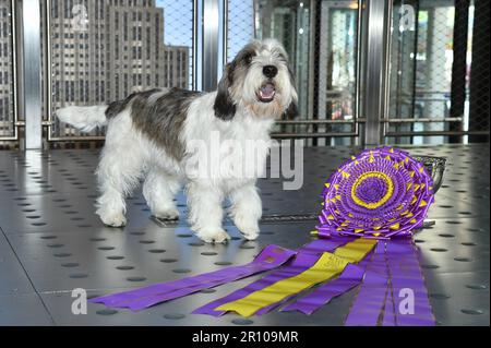 New York, USA. 10. Mai 2023. Petit Basset Griffon Vendéen als „Buddy Holly“ ausgezeichnet, 2023 „Best in Show“-Gewinner bei der Westminster Kennel Club Dog Show 147., Besuch des Empire State Building, New York, New York, New York, Mittwoch, 10. Mai, 2023. (Foto: Anthony Behar/Sipa USA) Guthaben: SIPA USA/Alamy Live News Stockfoto