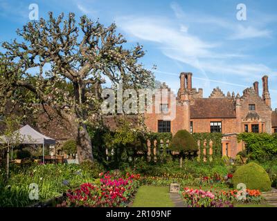 Chenies Manor Garden Tulps im Mai. Leuchtend rote, orangefarbene und rosafarbene Tulpen, die an einem schönen Nachmittag in Schichten in dem terrassenförmig versenkten Garten gepflanzt sind. Stockfoto