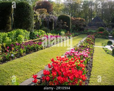 Chenies Manor Garden Tulps im Mai. Leuchtend rote, orangefarbene und rosafarbene Tulpen, die an einem schönen Nachmittag in Schichten in dem terrassenförmig versenkten Garten gepflanzt sind. Stockfoto