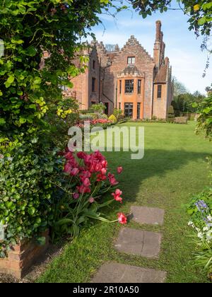 Chenies Manor Garden Tulps an einem Maiabend. Durch die Akebia-Reben zum Herrenhaus mit Lachs-Abdruck Tulpe am Pfad. Stockfoto