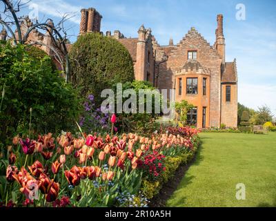 Chenies Manor Garden Tulps an einem Maiabend. Massenanpflanzung von Slawa- und Apricot-Foxx-Tulpen. Frische neue Blätter und abgeschnittene immergrüne Pflanzen. Stockfoto