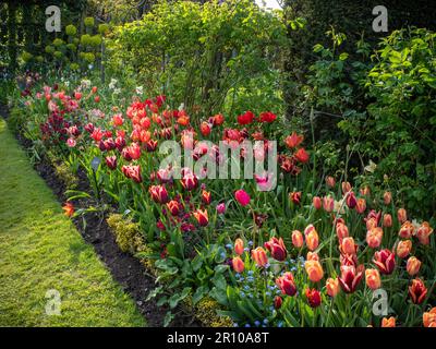 Chenies Manor Garden Tulps an einem Maiabend. Massenanpflanzung von Slawa- und Apricot-Foxx-Tulpen. Frische neue Blätter und abgeschnittene immergrüne Pflanzen. Stockfoto