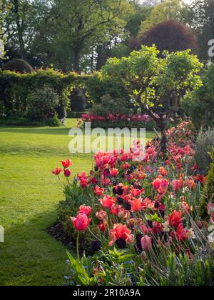 Chenies Manor Garden Tulps an einem Maiabend. Massenanpflanzung von Slawa- und Apricot-Foxx-Tulpen. Frische neue Blätter und abgeschnittene immergrüne Pflanzen. Stockfoto