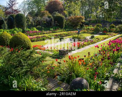 Chenies Manor Garden Tulps im Mai. Leuchtend rote, orangefarbene und rosafarbene Tulpen, die an einem schönen Nachmittag in Schichten in dem terrassenförmig versenkten Garten gepflanzt sind. Stockfoto