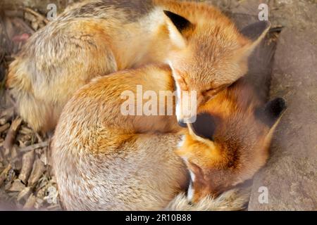 Zwei Fennek-Füchse, die miteinander schlafen. Rotfuchs, Vulpes vulpes, kleine junge Jungen. Süße kleine wilde Raubtiere in natürlicher Umgebung. Bruderschaft der Tiere Stockfoto