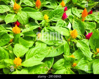 Ein Rudel junger Blumenzwerge Stockfoto