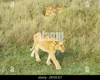 Löwe in Bewegung, Serengeti-Nationalpark, Tansania, Ostafrika Stockfoto