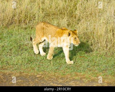 Löwe in Bewegung, Serengeti-Nationalpark, Tansania, Ostafrika Stockfoto