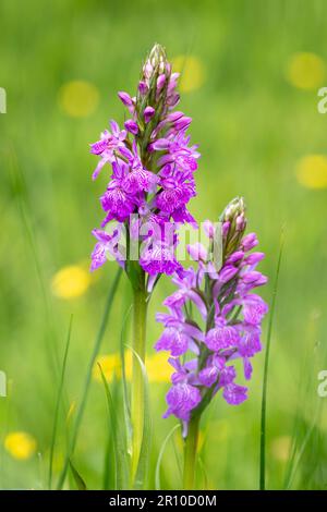 Selektiver Fokus von robusten Sumpforchideenblüten (Dactylorhiza elata) auf einer Wiese mit verschwommenem Hintergrund Stockfoto