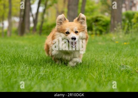 Der süße, flauschige walisische Corgi Pembroke läuft durch den grünen Rasen im Stadtpark. Der bezaubernde Corgi in Aktion Stockfoto