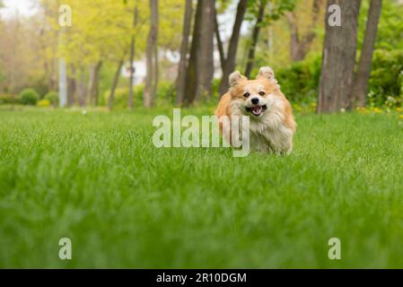 Der süße, flauschige walisische Corgi Pembroke läuft durch den grünen Rasen im Stadtpark. Der bezaubernde Corgi in Aktion Stockfoto