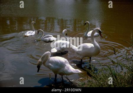 Schar der Stummen Schwäne (Cygnus olar) auf der Themse, England Stockfoto