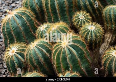 Eine Gruppe typischer Barrel Cactus Cacti Stockfoto