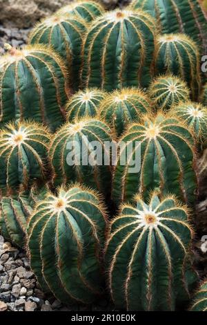 Eine Gruppe typischer Barrel Cactus Cacti Stockfoto