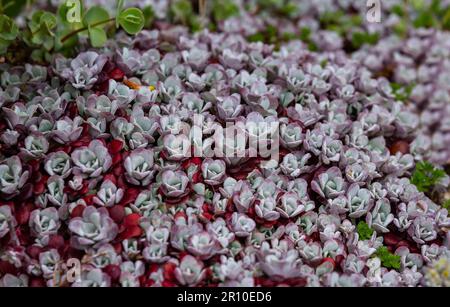 Sedum spathulifolium „Cape Blanco“ (Laubsteinkirsche). Stockfoto