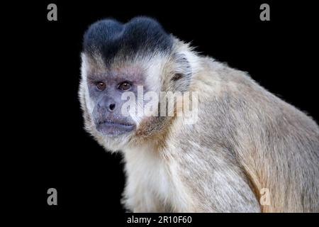 Nahaufnahme des getufteten Kapuzineraffen (Sapajus apella), des Kapuzineraffen in die Wildnis Brasiliens. Stockfoto