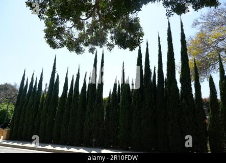 Los Angeles, Kalifornien, USA 8. Mai 2023 Italienische Zypressen auf der Kenter Avenue am 8. Mai 2023 in Los Angeles, Kalifornien, USA. Foto: Barry King/Alamy Stock Photo Stockfoto