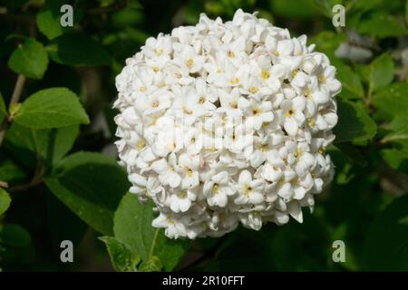 Duftender Schneeball, Viburnum x Carlcephalum, Weiß, Blume Stockfoto
