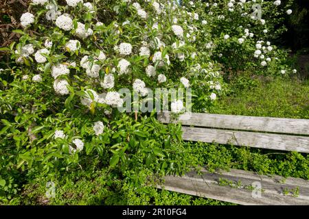 Hölzerne Gartenbank unter Viburnum x Carlcephalum, duftender Schneeball Stockfoto
