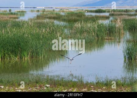 Lake Karla, ruhiger und schöner See, Griechenland, ein einzigartiges Feuchtgebiet mit Wasserveränderungen, kleinen Inseln und Wasserpflanzen und Vögeln Stockfoto