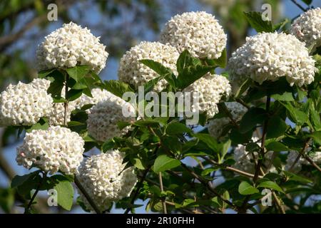 Viburnum x carlcephalum, duftender Schneeball, Blumensträuße Stockfoto