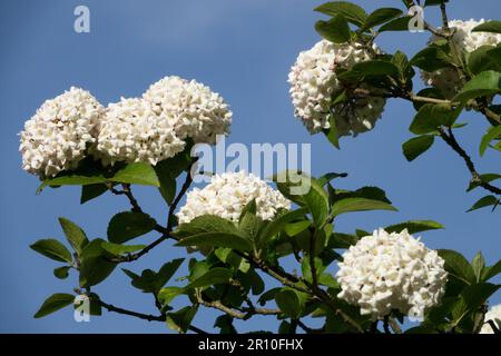 Weiß, Blume, duftender Schneeball, Viburnum x carlcephalum, ON, Verzweigungen Stockfoto