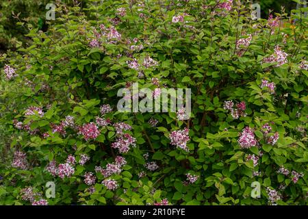 Syringa pubescens microphylla 'Superba'. Flieder Superba. Littleleaf Flieder. Stockfoto