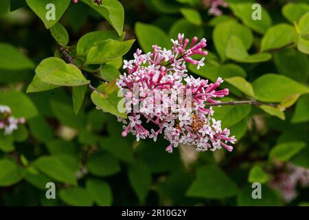 Syringa pubescens microphylla 'Superba'. Flieder Superba. Littleleaf Flieder. Stockfoto