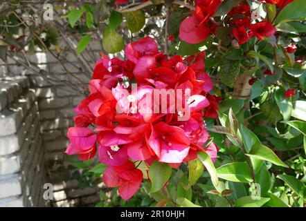 Los Angeles, Kalifornien, USA 8. Mai 2023 Schauspieler John Ritter und Schauspieler Robert Ardrey ehemaliger Wohnsitz/Nouse auf der 236 Tigertail Road am 8. Mai 2023 in Los Angeles, Kalifornien, USA. Foto: Barry King/Alamy Stock Photo Stockfoto